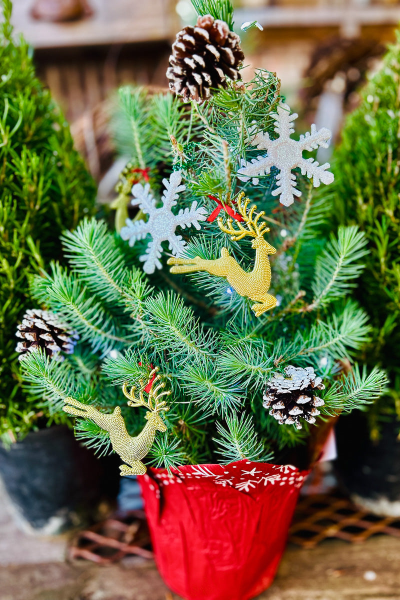 Pine, Italian Stone with Gift Bag 6.5"