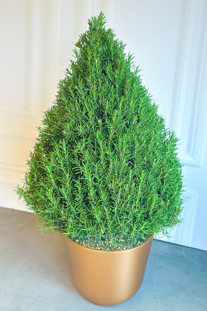 Herb, Rosemary Cone 10"