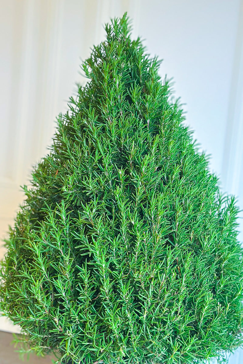Herb, Rosemary Cone 11"