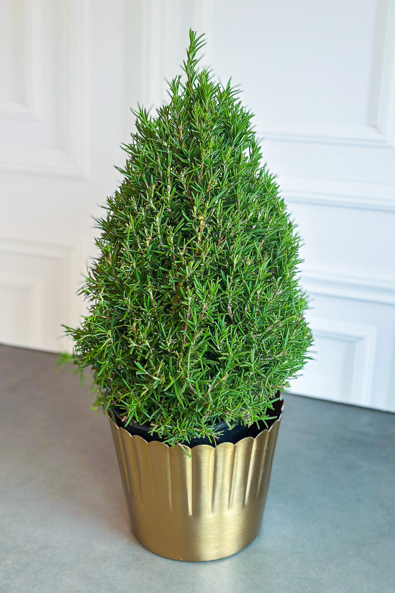 Herb, Rosemary Cone 6.5"