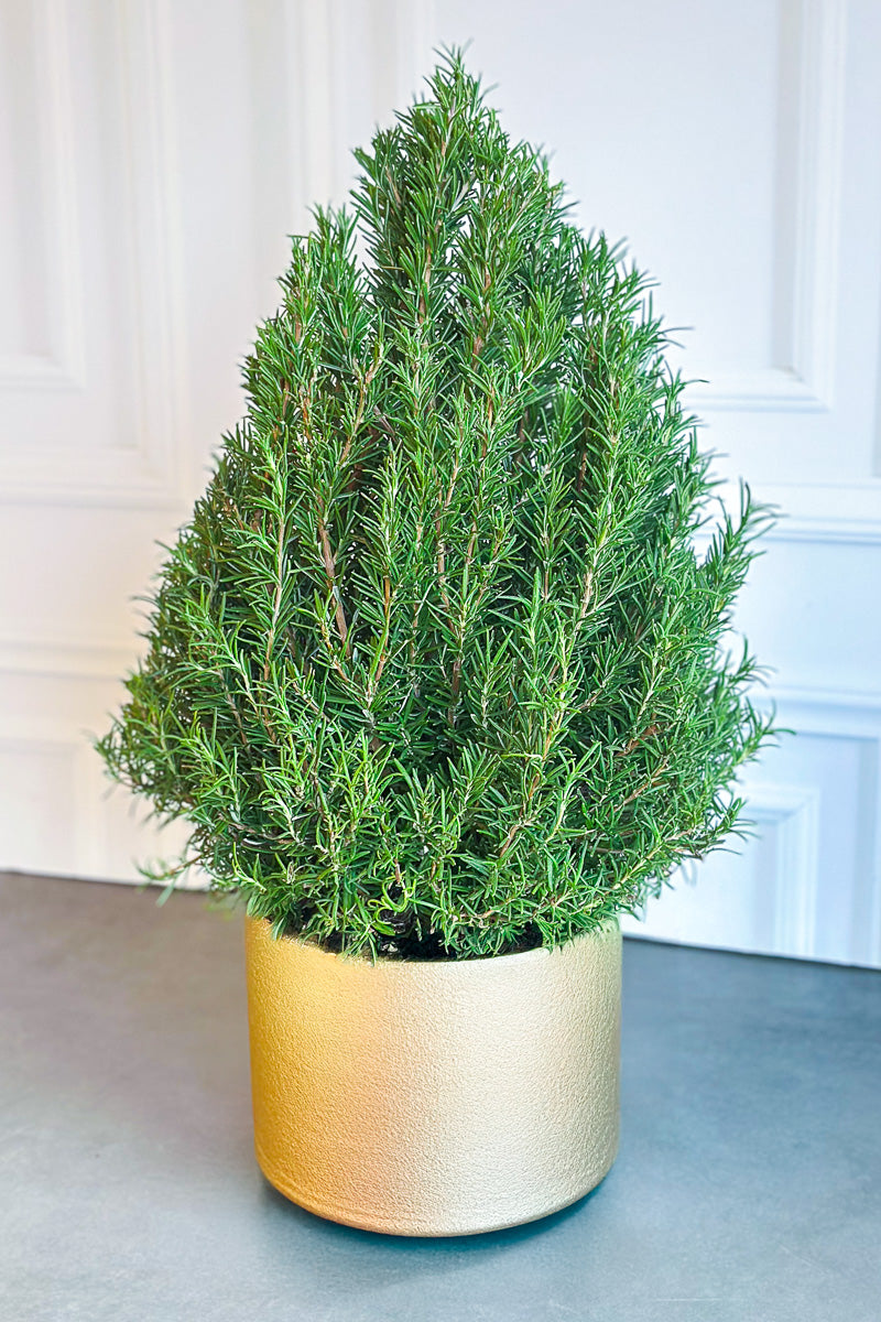 Herb, Rosemary Cone 8"