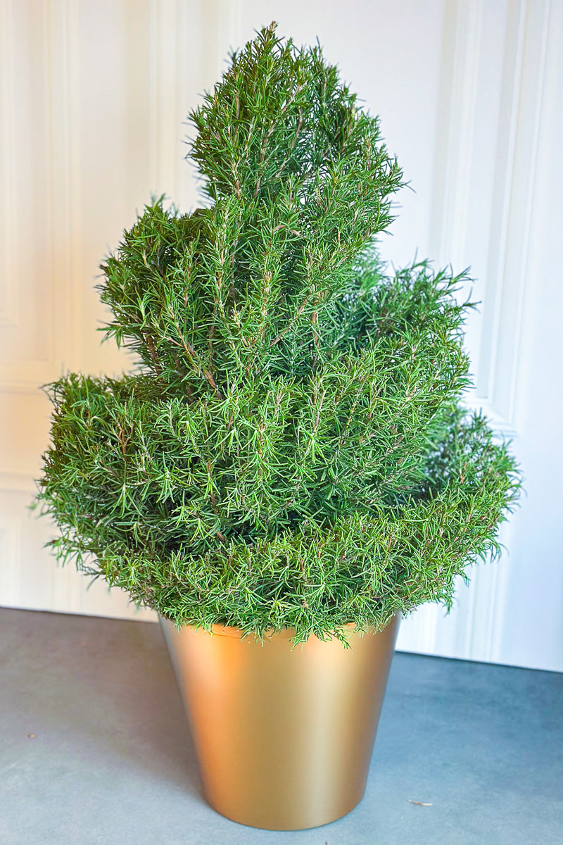 Herb, Rosemary Spiral 10"