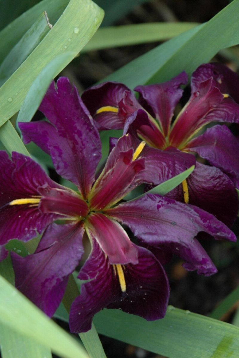 Iris Black Gamecock