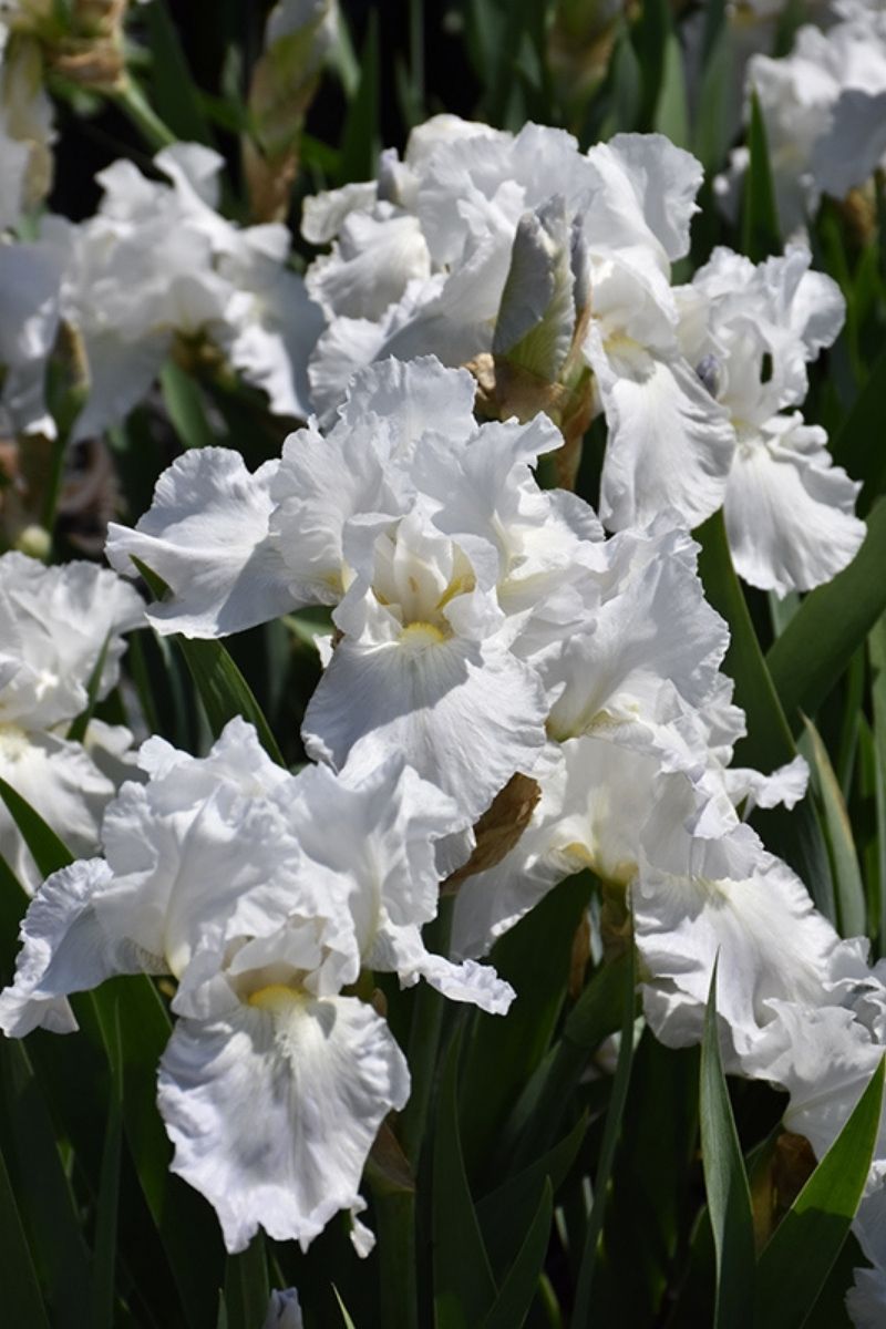 Iris, Bearded Immortality