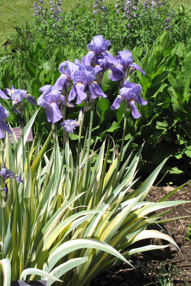 Iris, Sweet Flg Varie