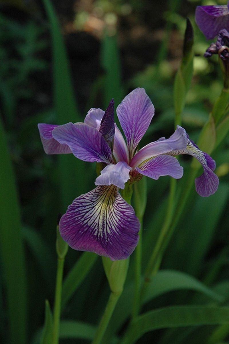 Iris, Blue Flag