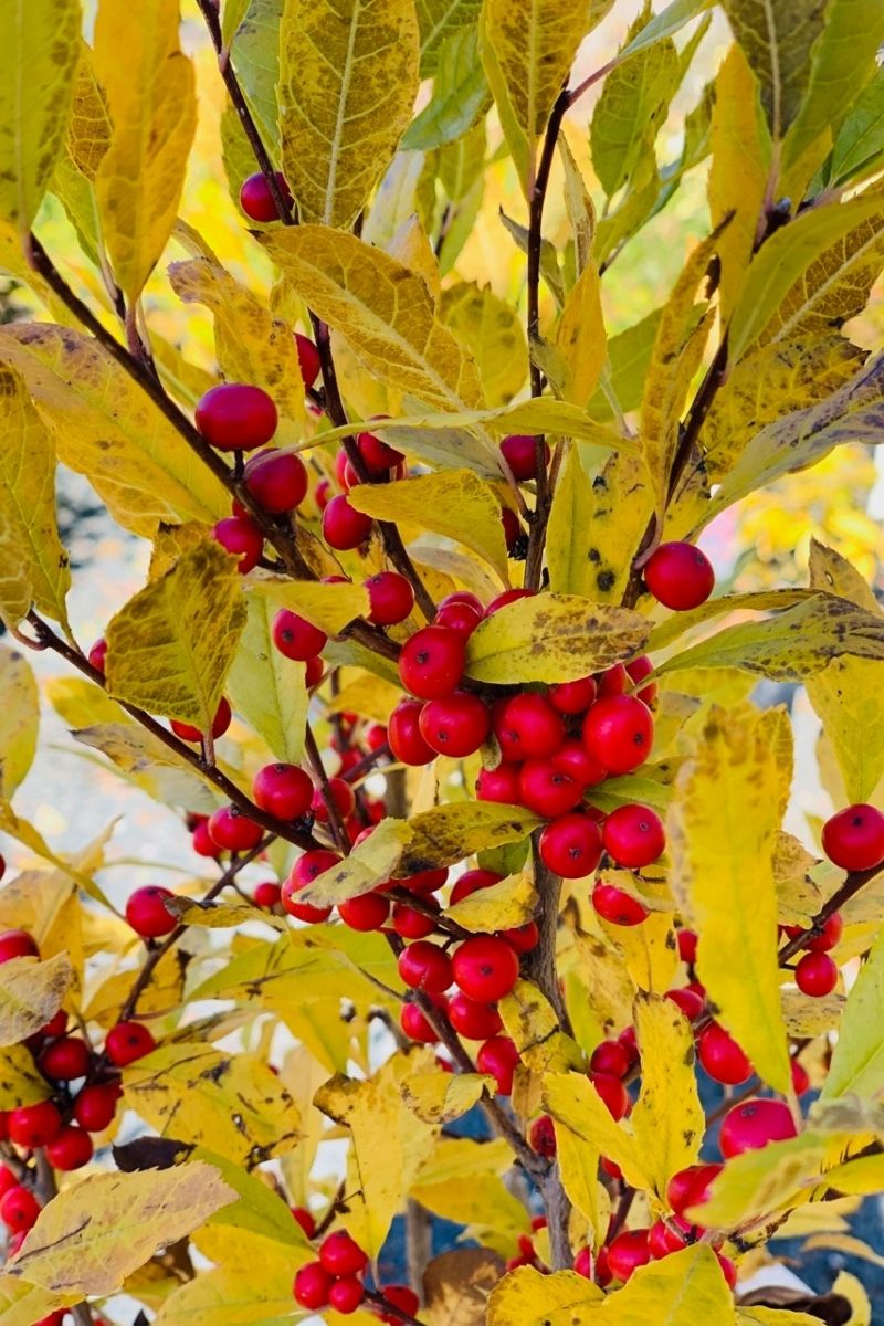 Winterberry, Berry Poppins