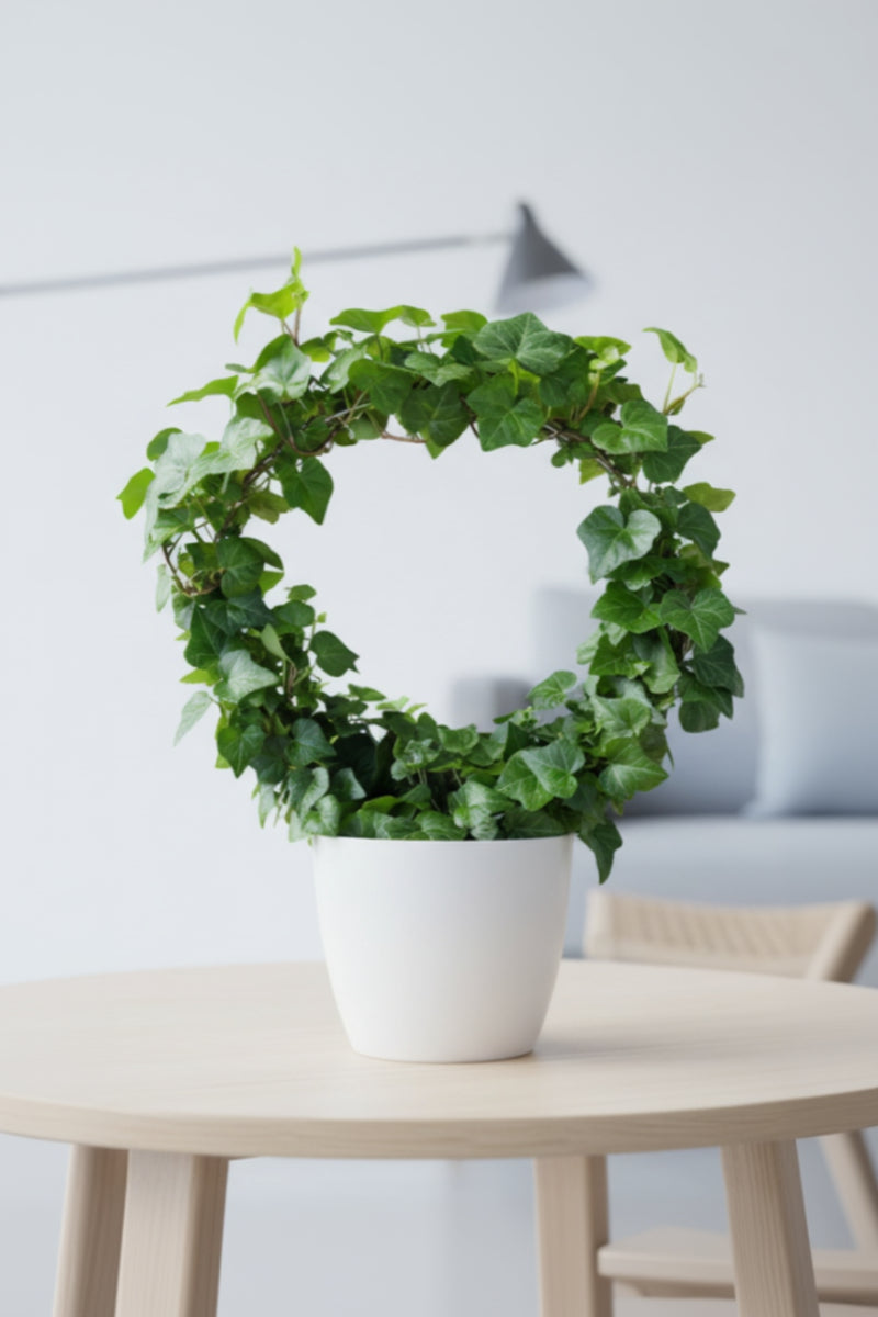 Ivy 8" Hoop