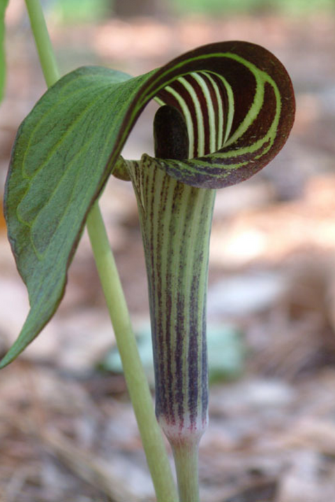 Jack In The Pulpit