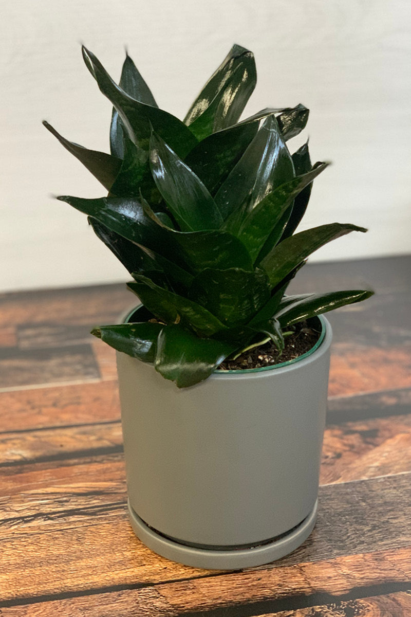 Snake Plant,Hahnii Jade 6"