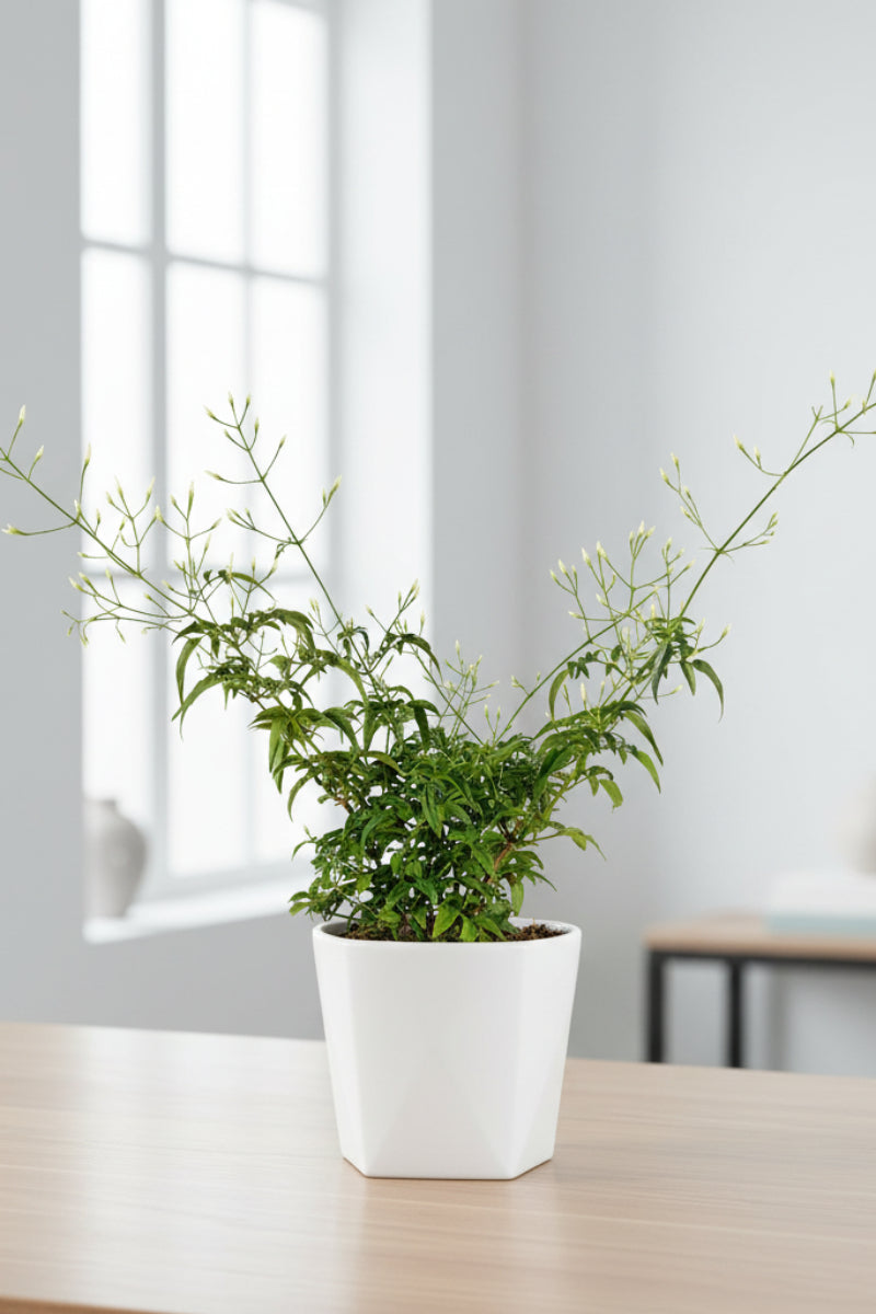 Jasmine, Polyanthum Pink 6"