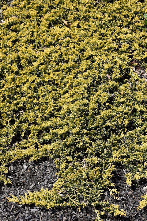 Juniper, Mother Lode