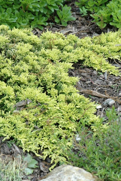 Juniper, Mother Lode