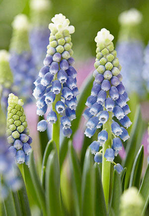 BULB MUSCARI JULIA 12/PK