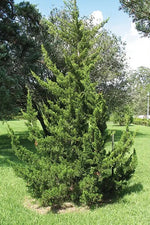 Canaertii eastern red cedar