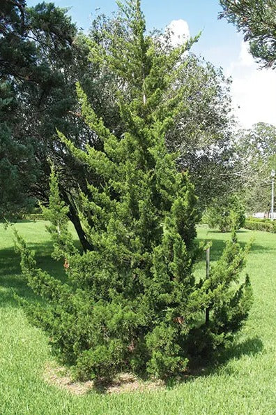 Canaertii eastern red cedar