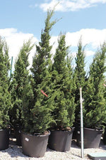 Trautman juniper upright form