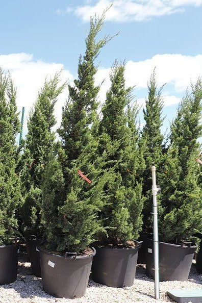 Trautman juniper upright form
