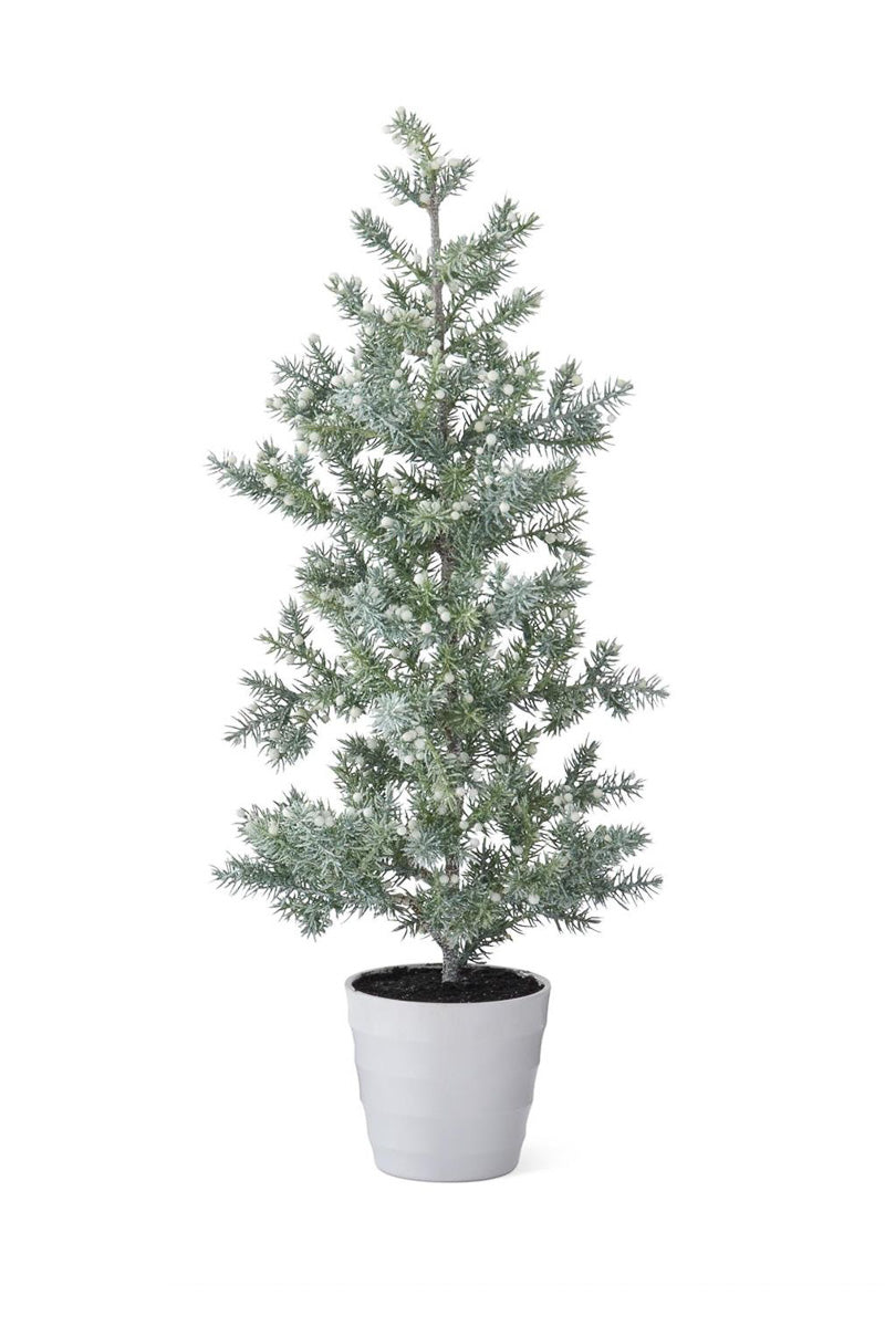 Juniper Tree with White Berries in White Pot Large