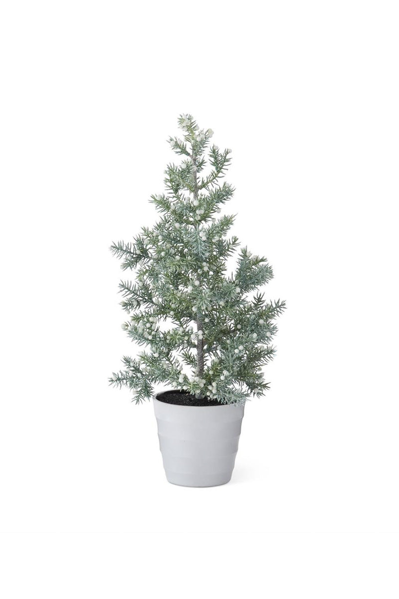 Juniper Tree with White Berries in White Pot Medium