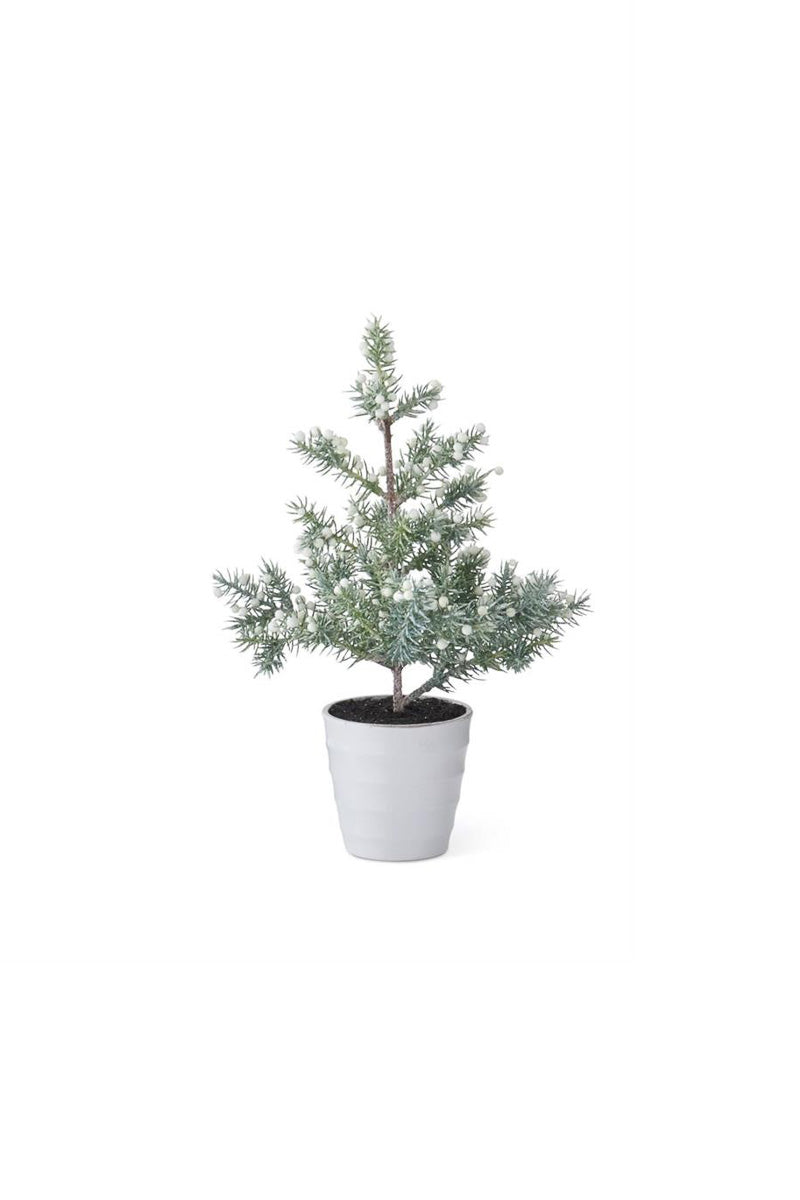 Juniper Tree with White Berries in White Pot Small