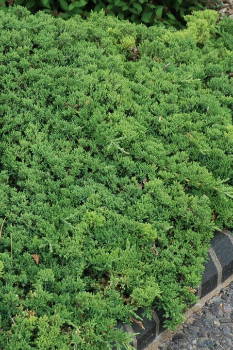 Juniper, Green Mound