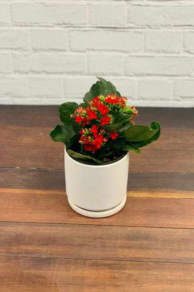 Kalanchoe, Red  4"
