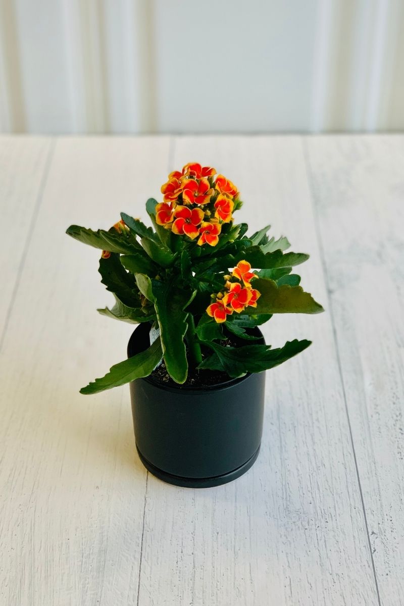 Kalanchoe, Robbie  4"