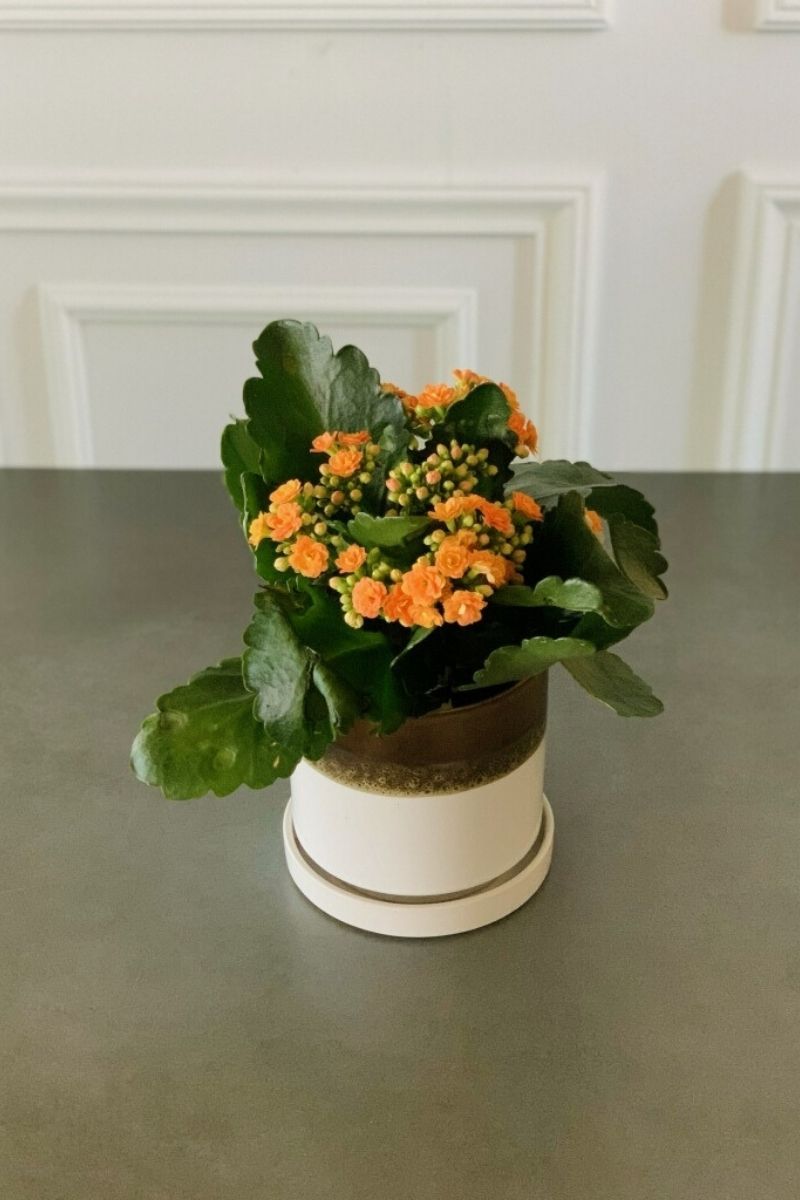 Kalanchoe, Calandiva Orange 6"