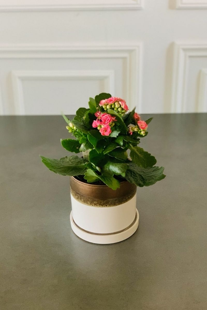 Kalanchoe, Calandiva Pink 4"