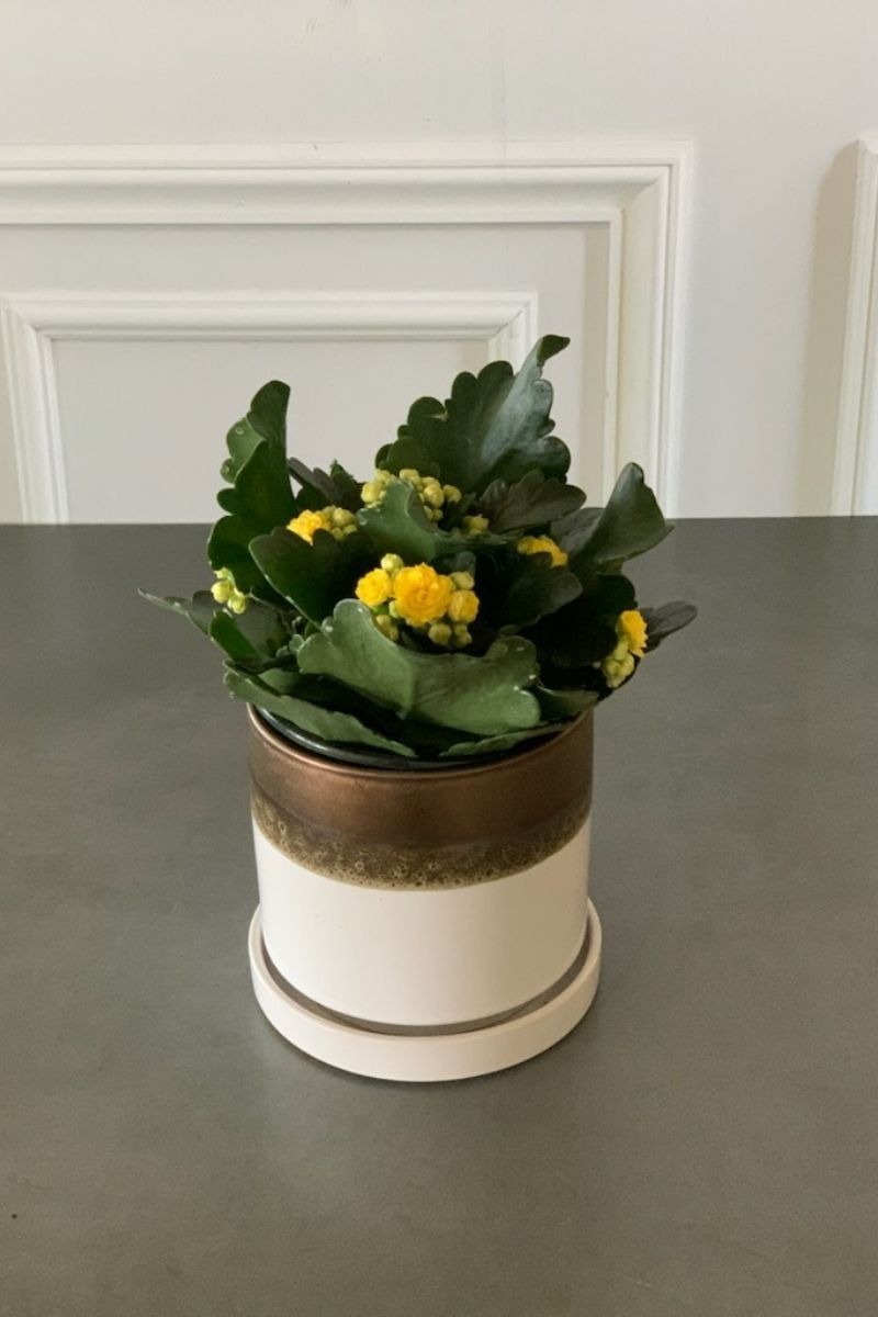 Kalanchoe, Calandiva Yellow 6"