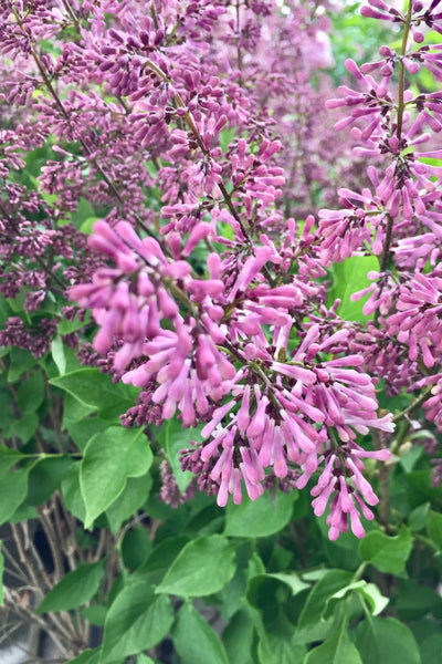 Lilac, Miss Kim – Chalet