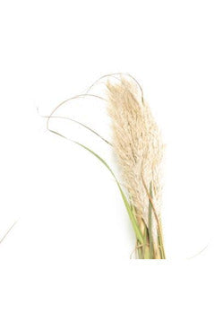 Pampas Grass Dried