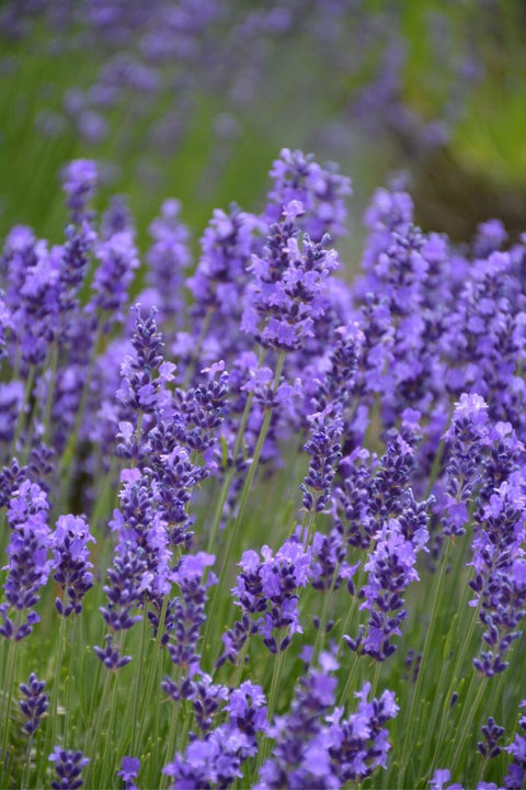 Lavender, Hidcote Superior