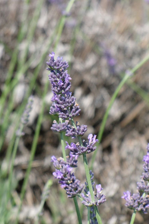 Lavender, Hidcote Giant