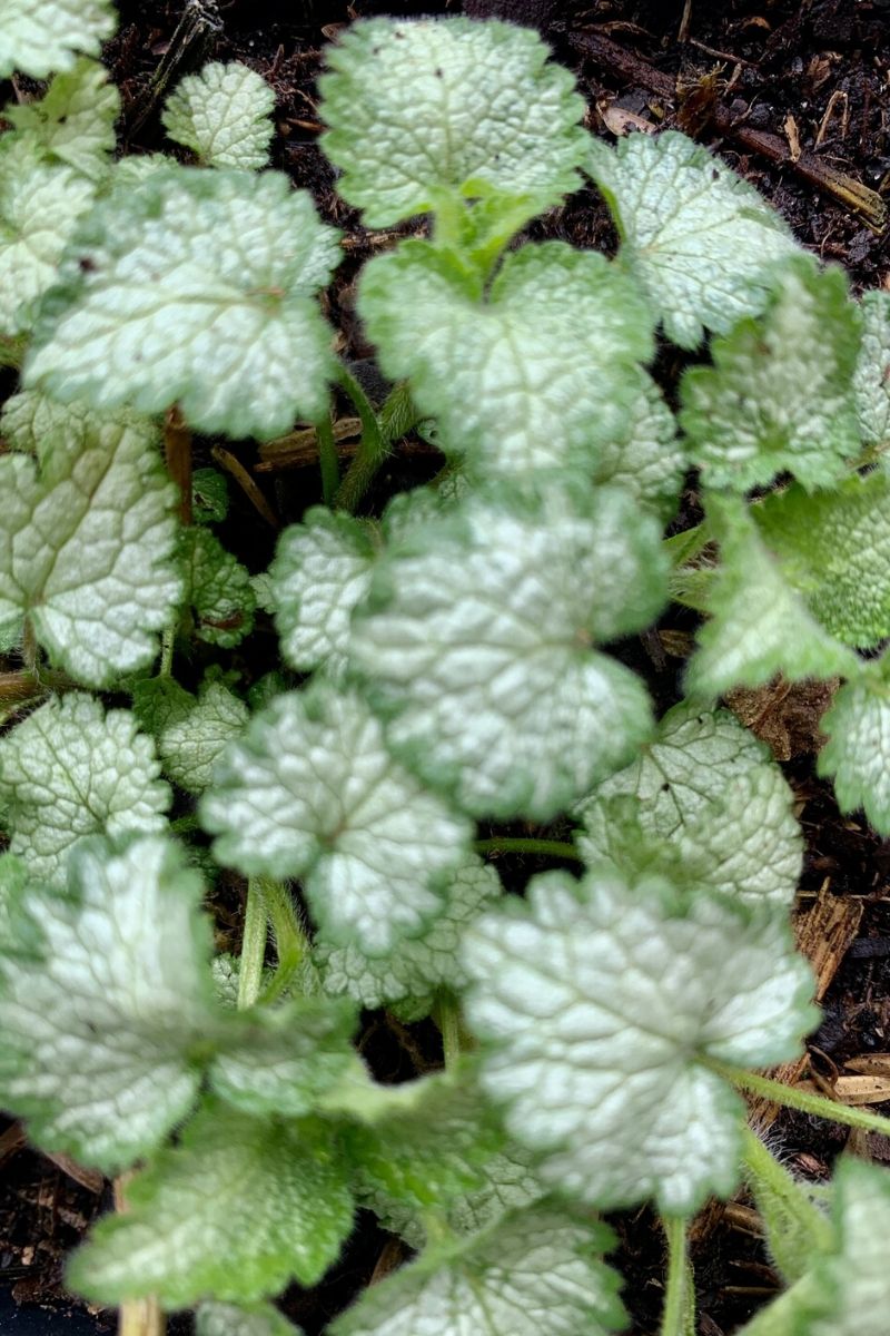Lamium, Orchid Frost