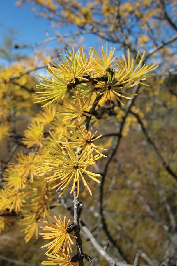American Larch (Tamarack) golden fall needles