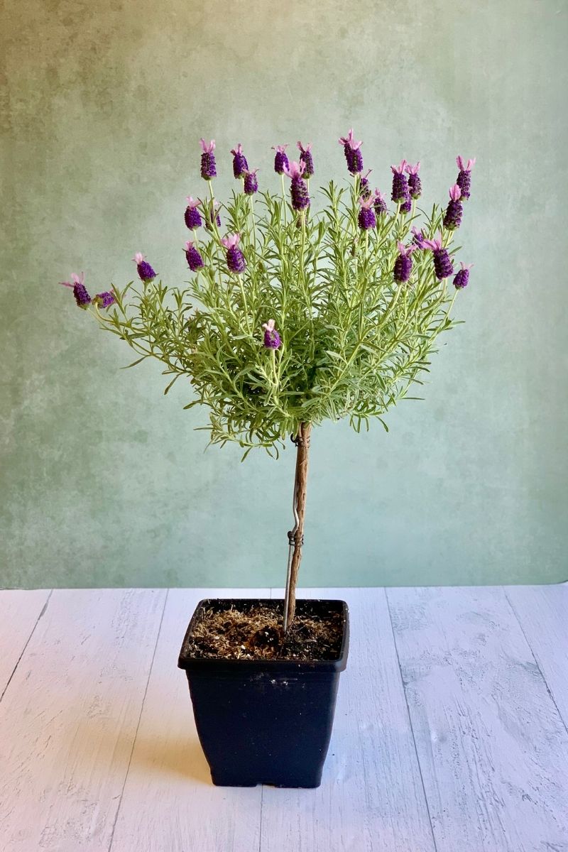 Lavender, SpanishTopiary 7"