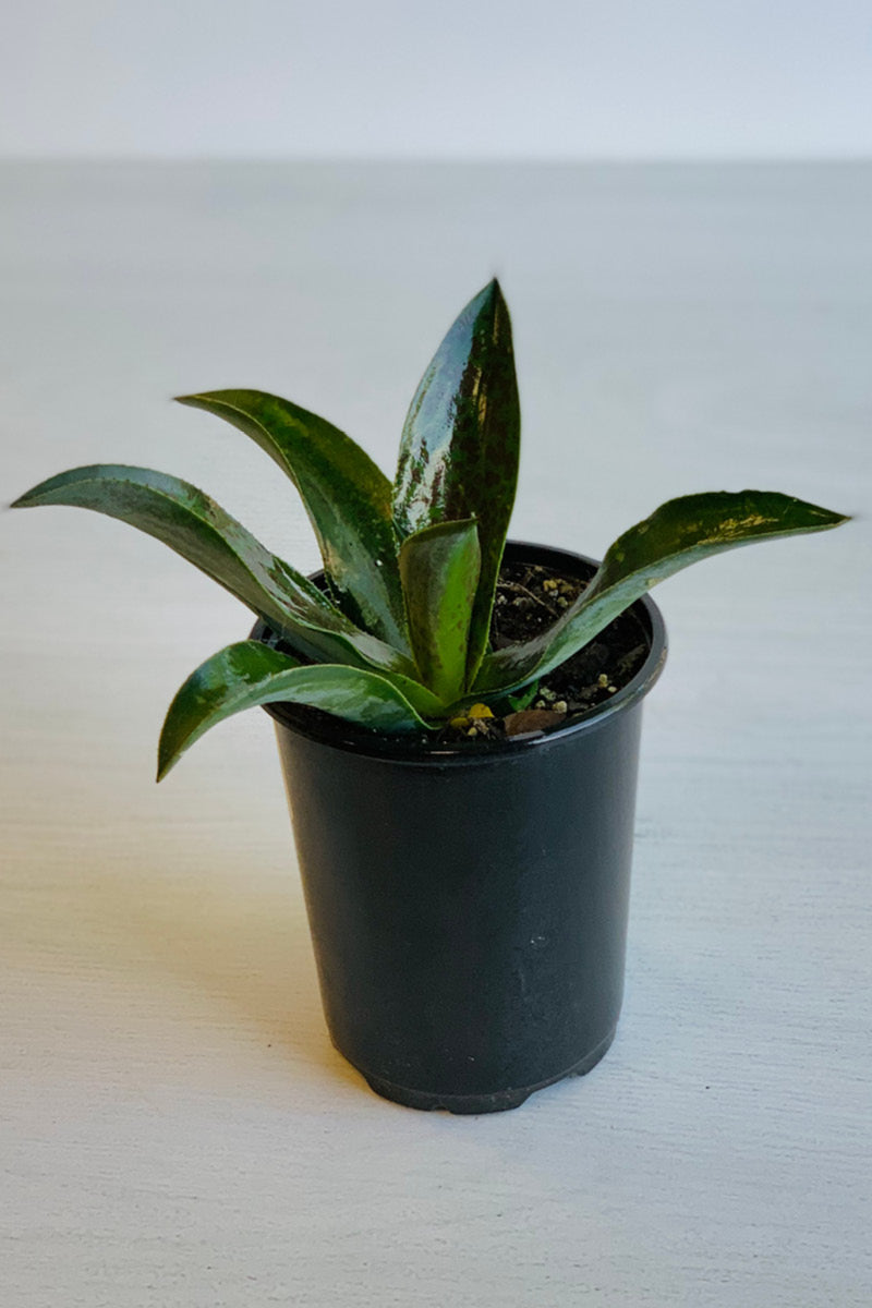 Mangave, Mission To Mars