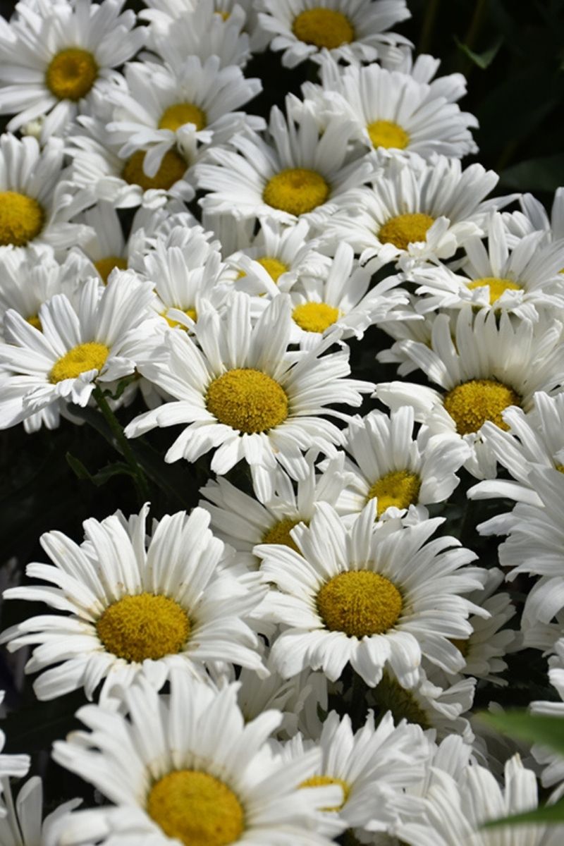 Shasta Daisy, Daisy May Queen