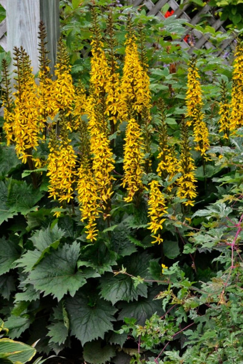 Ligularia, Bottle Rocket