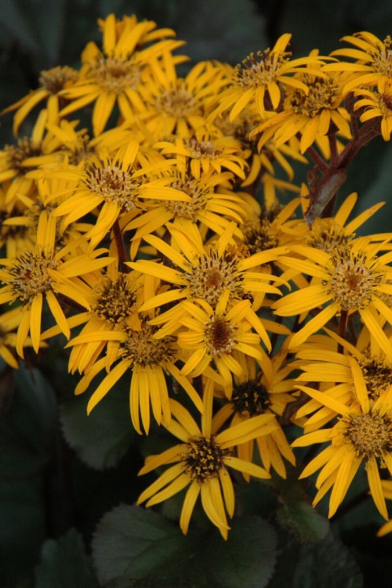 Ligularia, Brt Marie Crawford