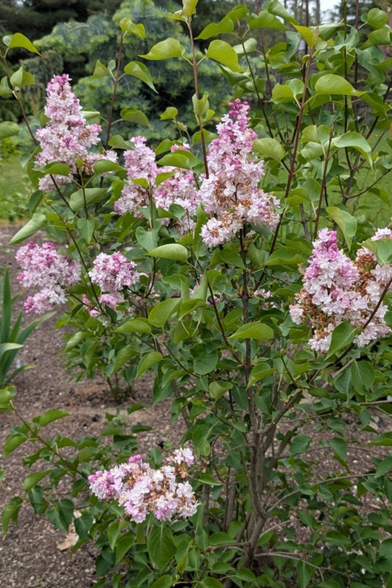 Lilac, Sweetheart