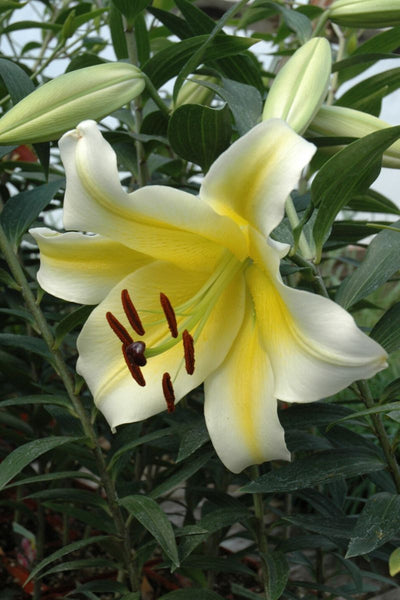 Lily, Oriental- Conca D'Or