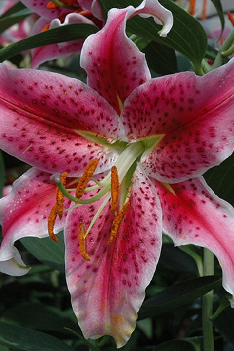 Lily, Oriental- Stargazer