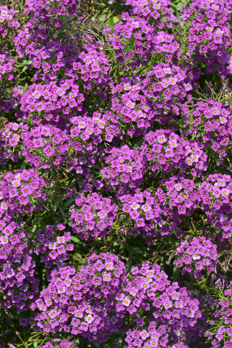 Lobularia, Stream Compact Purple