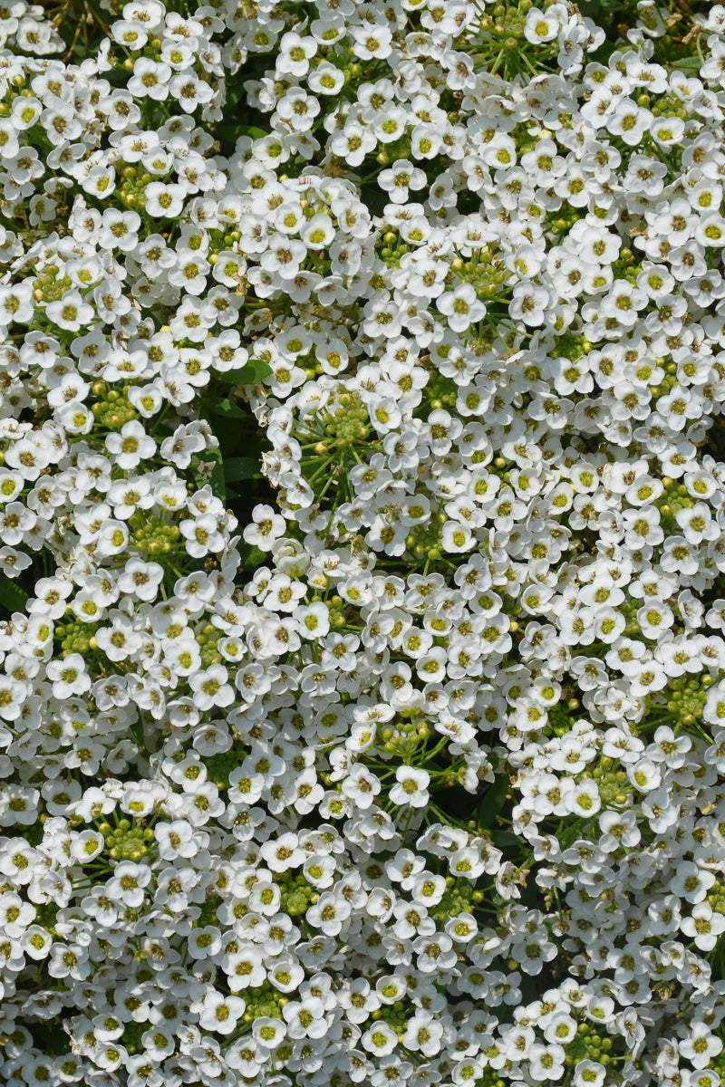 Lobularia, Stream Compact White