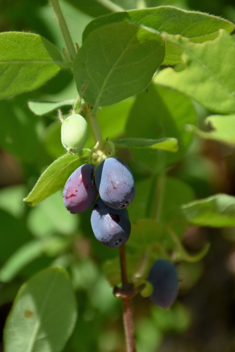 Fruit, Sweetberry Borealis