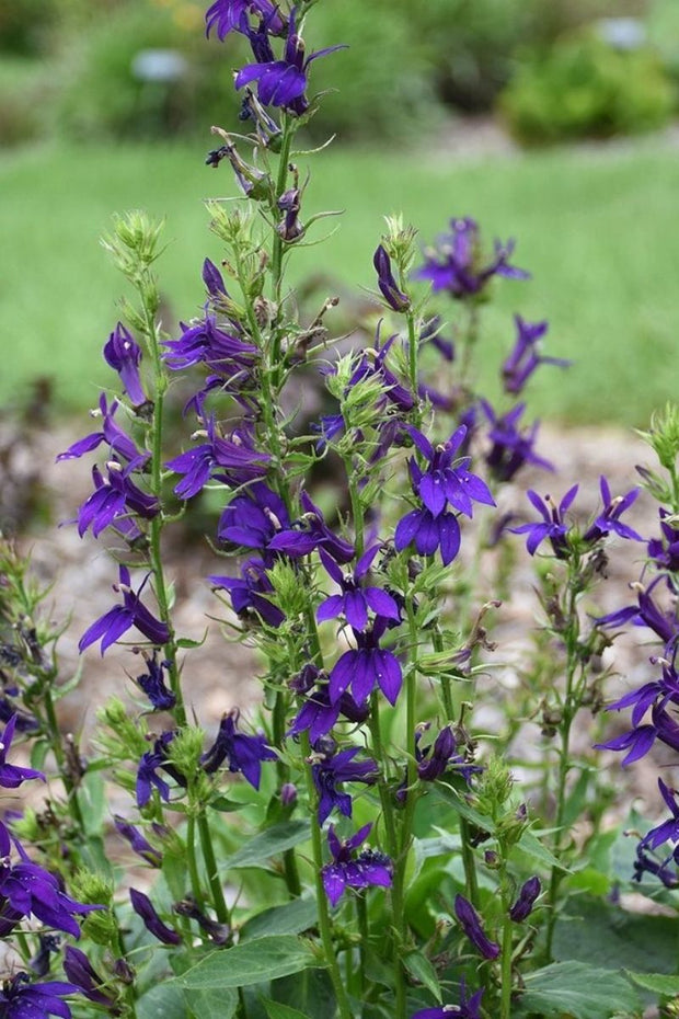 Lobelia, Starship Blue