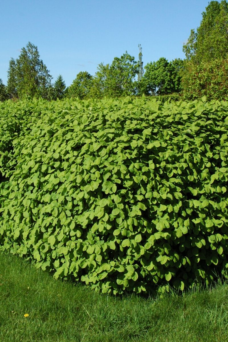 Honeysuckle, Emerald Mound